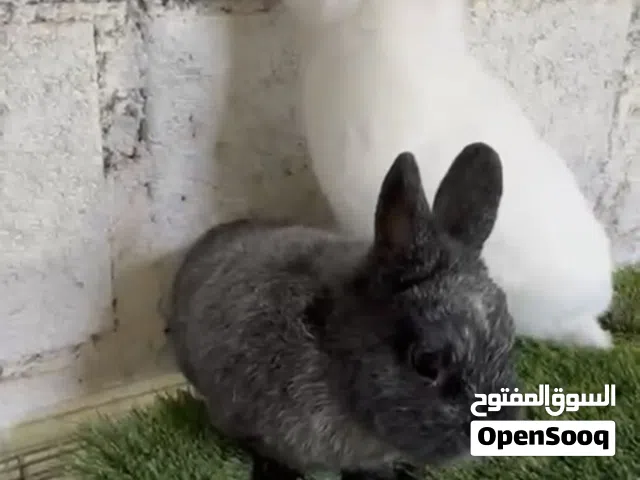ارانب نيذرلاند دوارف القزم Netherlands dwarf rabbits