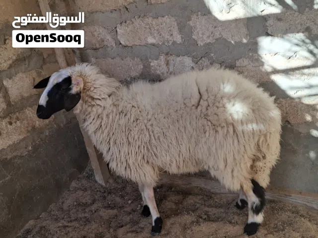 فطيمة  بنت تومية العمر 8 شهور