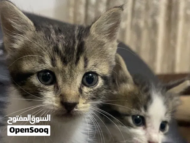 قطتين مكس العمر شهر