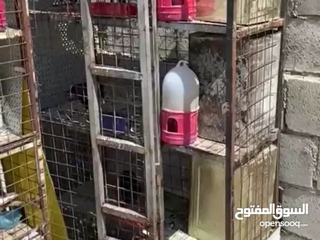 قنين حديد 8 عيون نضاف