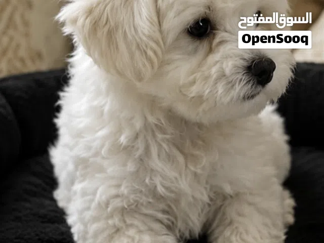 toy maltipoo