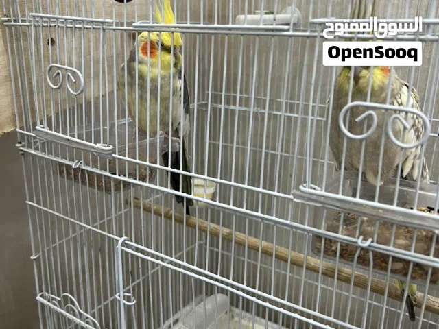 للبيع زوج كوكتيل