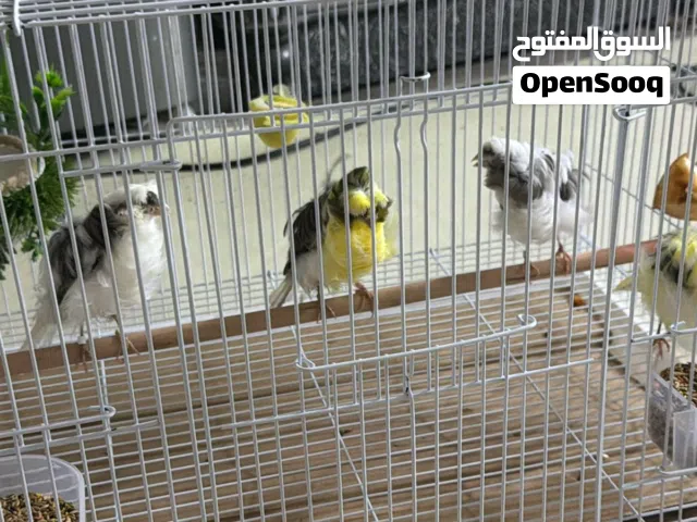 كناري مفتل للبيع