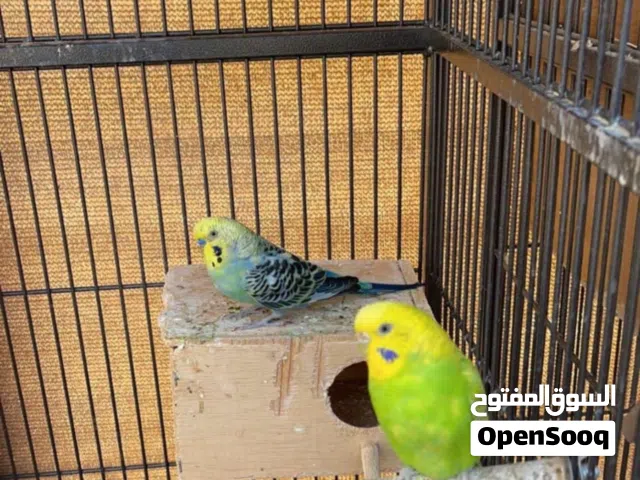 للبيع او للبدل زوج بادجي وزوج لوفيرد مبيض حالين