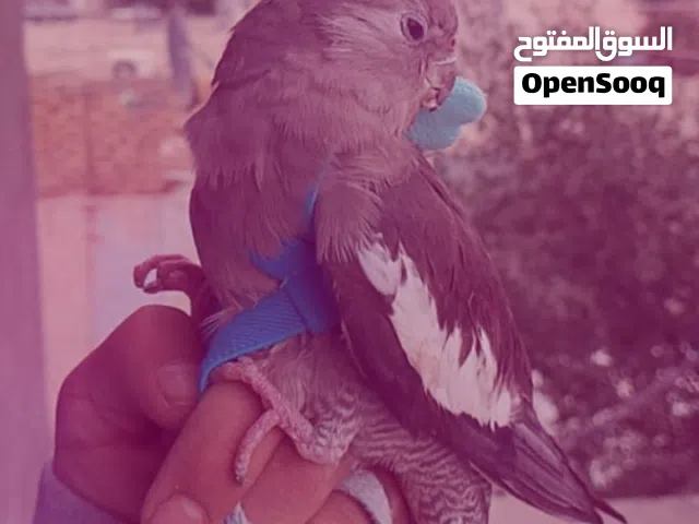 كوكتيل للبيع نوع نادر امرلد
