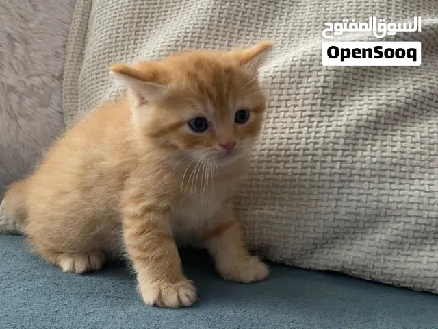 قطط ذكور للبيع