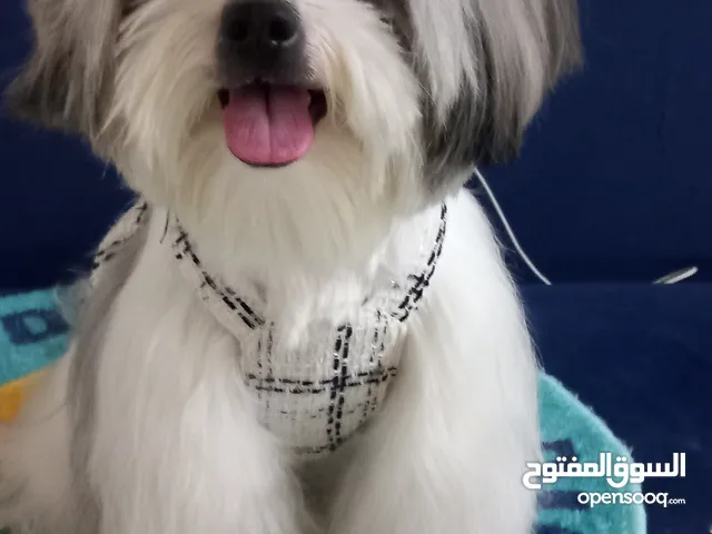 Shih Tzu /Female