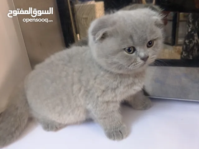 كيتن سكوتش فولد ب من اب تربل سكوتش فولد ليليك وام سكوتش يور بأسعار مغريه