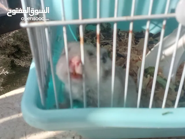 همستر للبيع