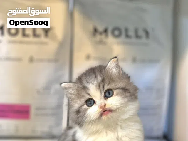 مون فيس ب اجمل الموصفات وبصحه ممتازه