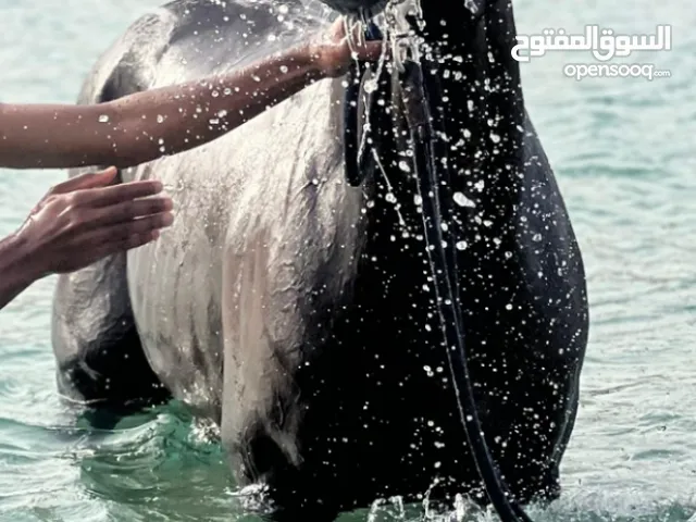 حصان انجليزي للبيع