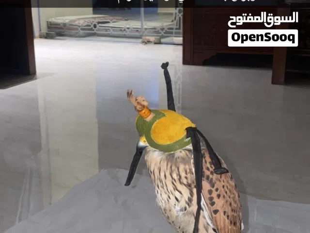 طير ترمه للبيع