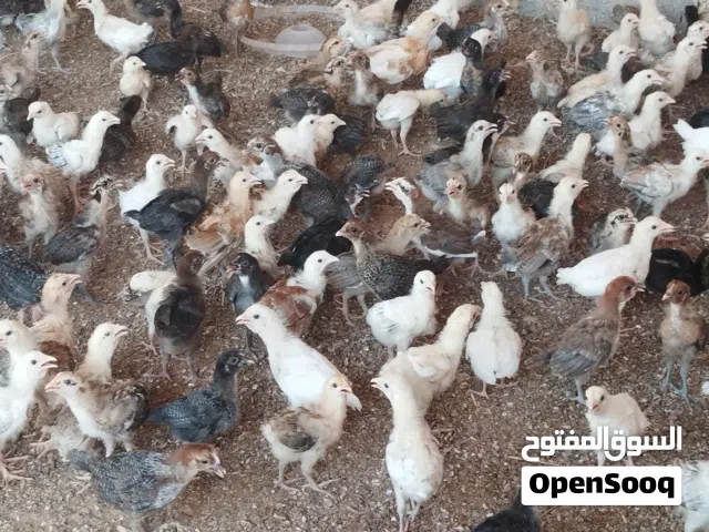 صيصان محلي تهجين فرنسي للبيع