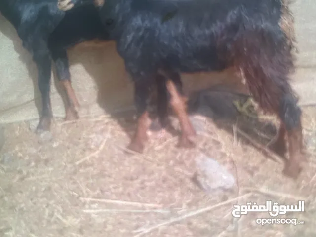 للبيع اربع موليد ياكلن 140 الراس طاح له 35 و صخلات من حلال الحو فل سمنه مطلوب في الراسين 100 آخر