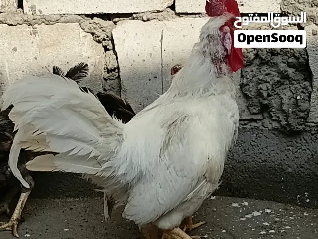 متاح ديجين عرب لونهن ابيض