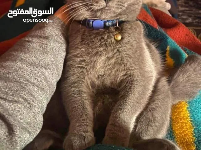 قطه برتش عمر سنه