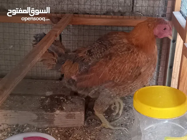دجاجه شمسيه رس عرب نقي خشنه وبياضه سعر 25 مكاني عويسيان
