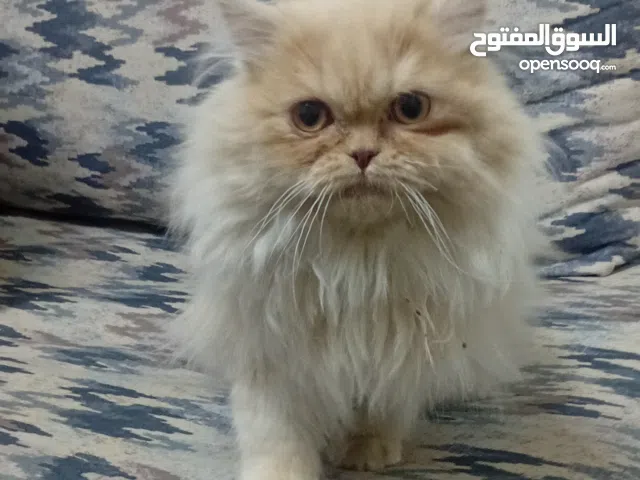 بيع بسه شيرازي