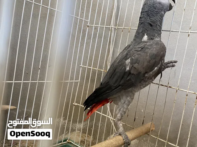 ببغاء زنجباري
