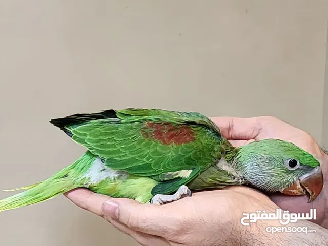 متو نيبالي سوبر جامبو غر