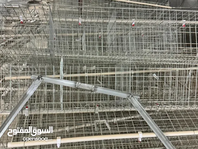 بطارية فراخ بياضه