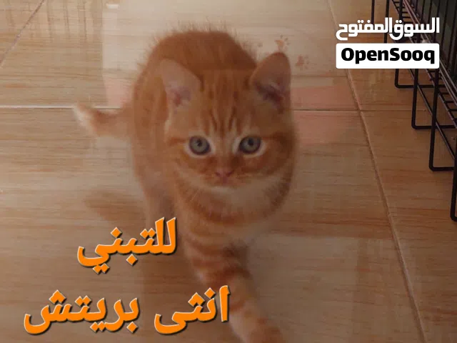 متوفر للتبني قطة انثى النوع بريتش العمر 3 شهور اللون اورانج