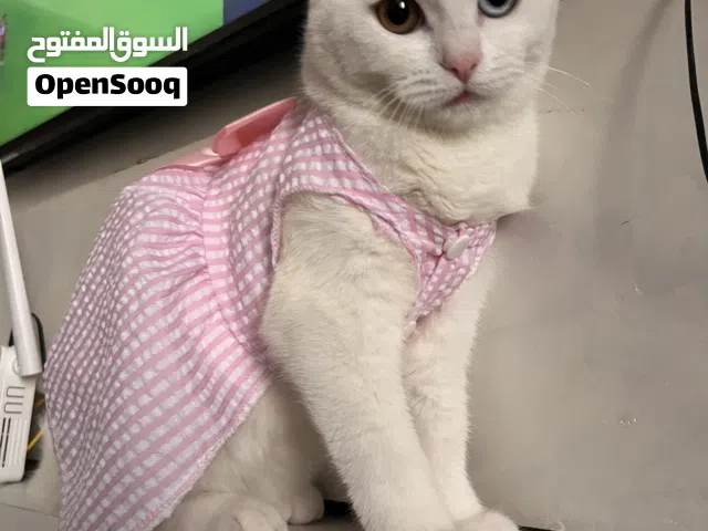قطط انجورا