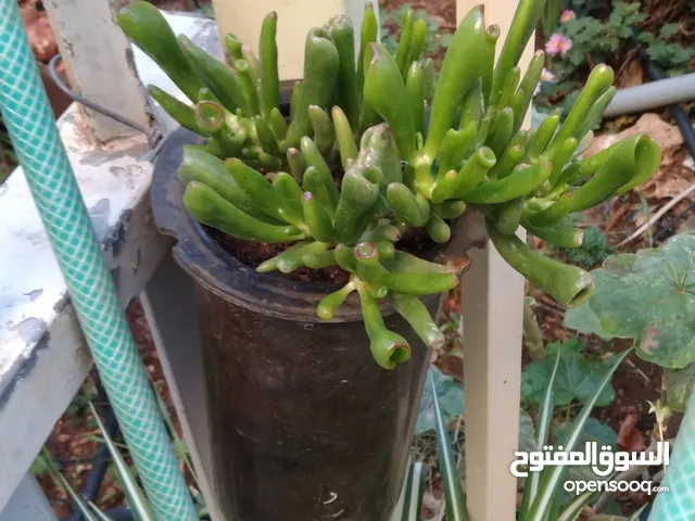 الواحة الخضراء اعمال تقليم زراعة وعناية وترتيب حول المنزل