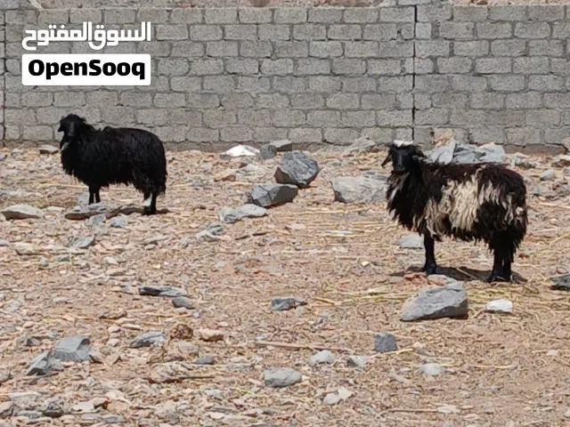 كبشان عمانيات اصل