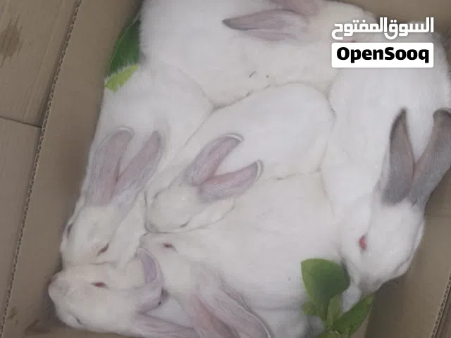 ارانب فرنسي وبلدي
