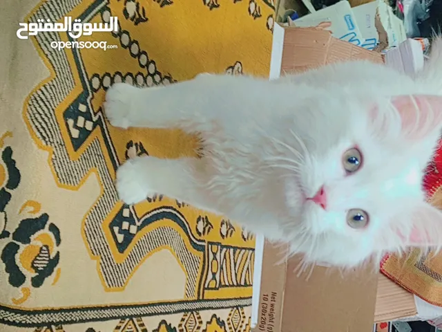 قطه للبيع للتواصل