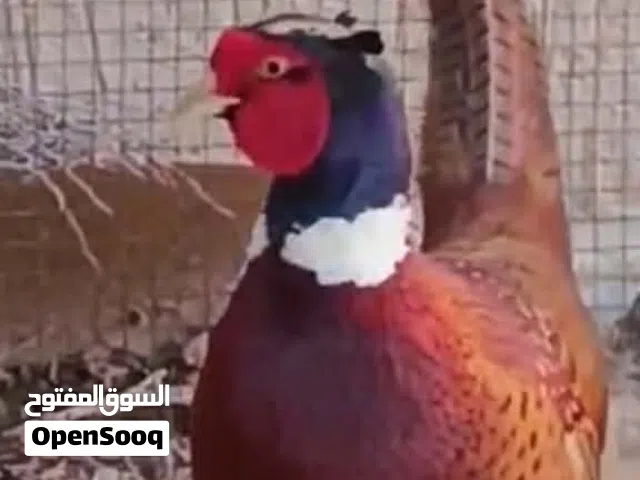 السلام عليكم يوجد ذكر فازون   للبيع وهذا بعض من انتاجه