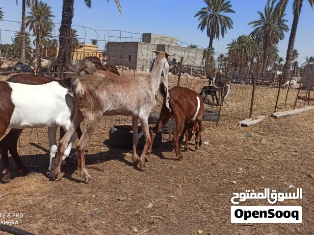معزات هجين للبيع