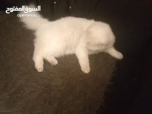 قط شيرازي للبيع 25دينار