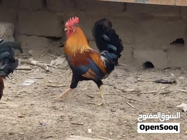 دجاج للبيع بسعر مناسب