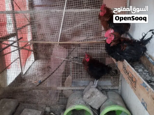 دياك للبيع
