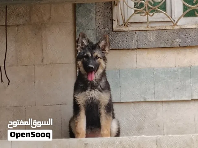 انثي جرمن توب حاجه فخمه وروعه