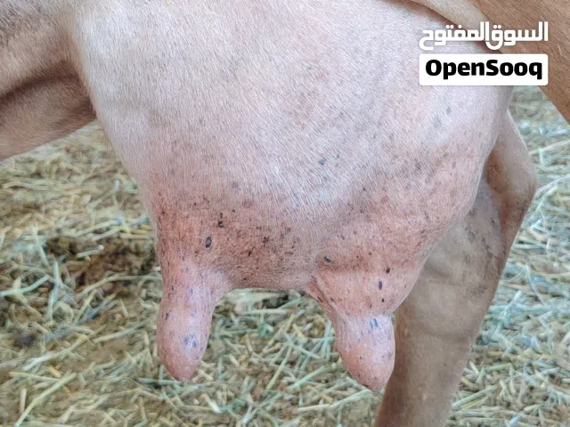 بقره تهجين جيرسي علي عماني الوصف مهم