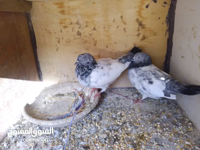 حمام للبيع جواز و حبات كش