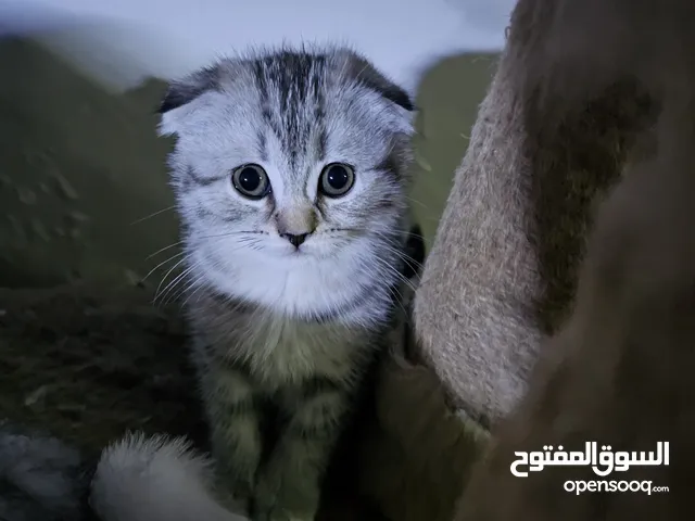 قطط سكوتش فولد بأقل سعر بالاردن بيور أهالي مسجلين