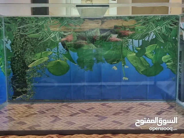 حوض سمك كبير