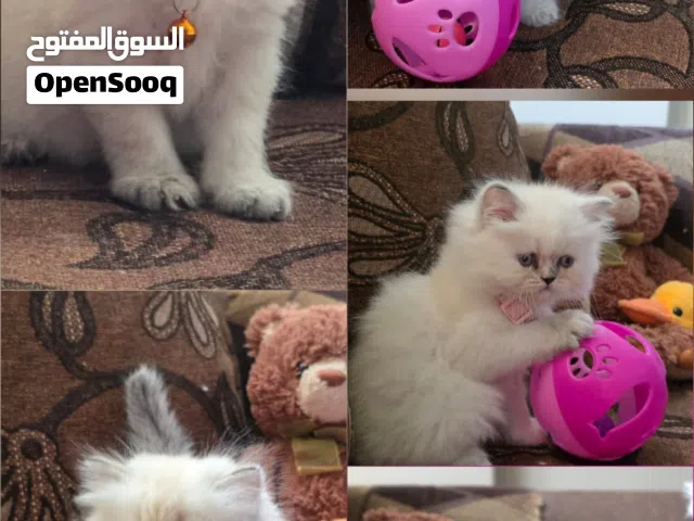 هيمالايا بلو