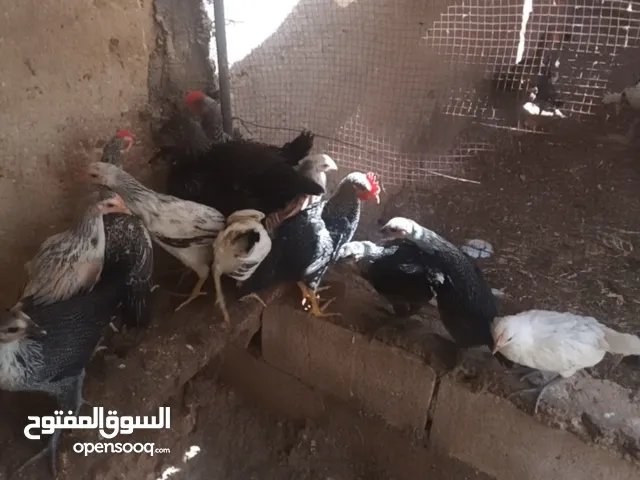 صوصان دجاج عمر شهرين 14 منهن 3ديوك منهن 6 فيومي