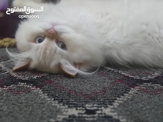 قط هيمالايا اورنج فخمم للبيع