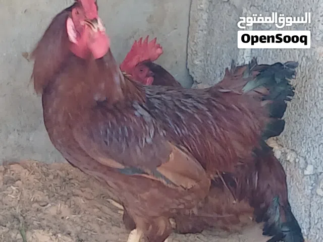 فروج أمريكي....
