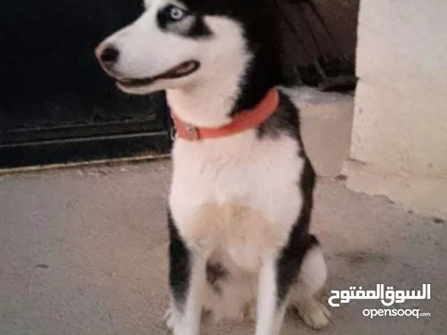هاسكي أنثى للبيع