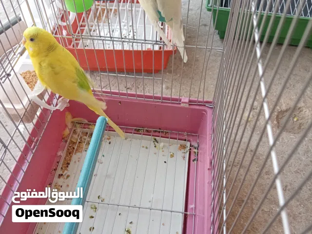 عصافير او ببغاوات الحب