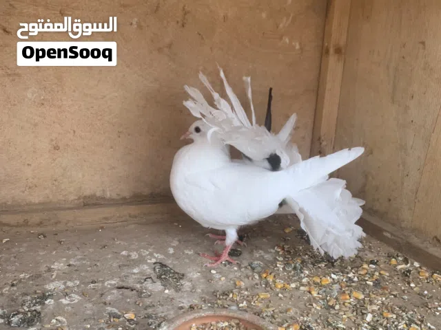 كوبية تونسي  هزاز ربي يبارك تحتا زوز فروخ