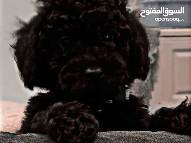 توي بودل للبيع عمره 3 شهور ذكر