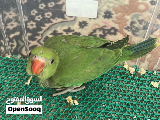 فرخ درة للبيع